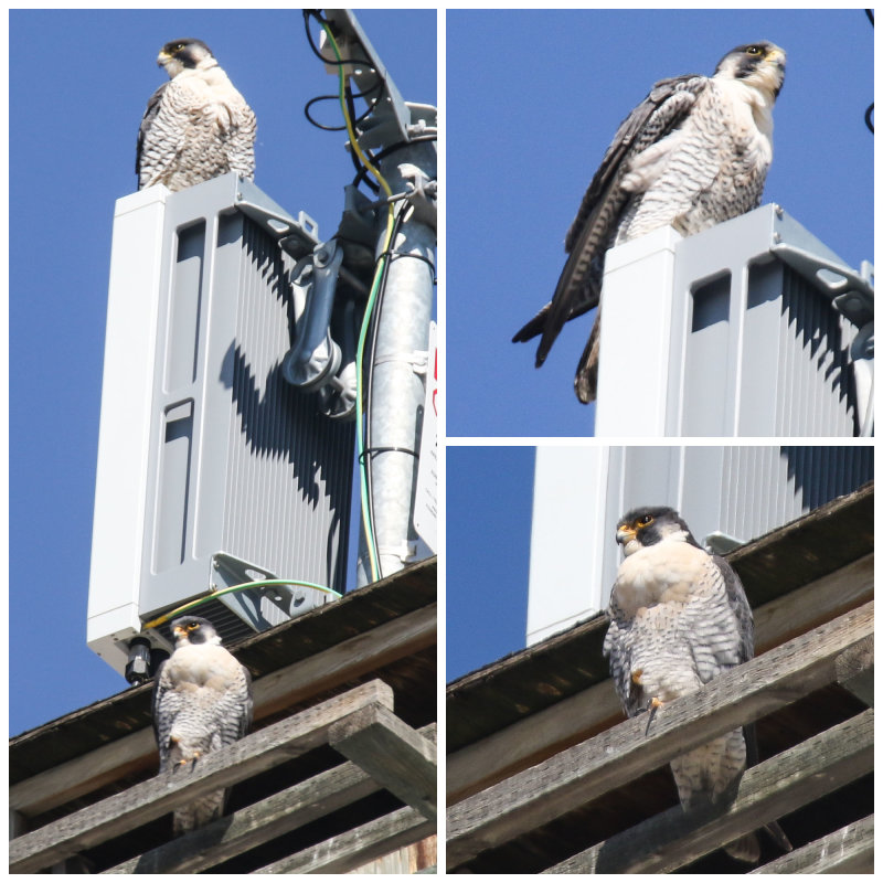 Peregrine Miz/Cabrini female and male 2021