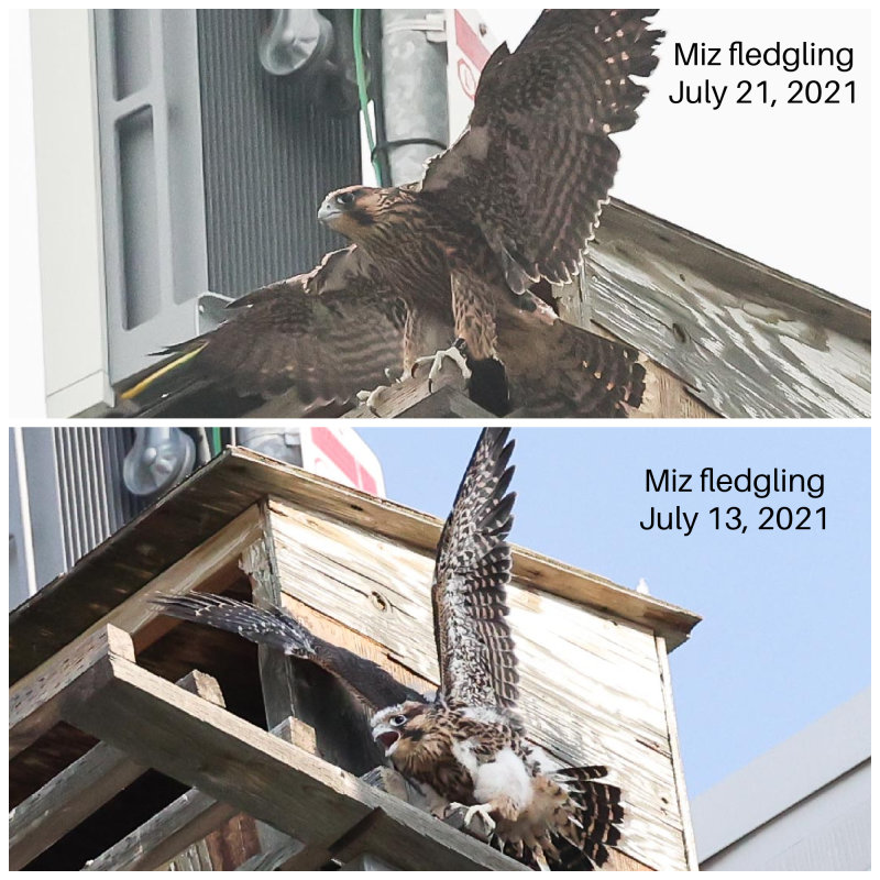Miz Fledgling collage 2021.jpg