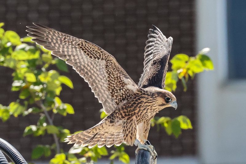 Peregrine Miz First Fledge 2021