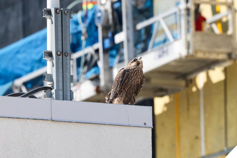 Peregrine Miz First Fledge 2021