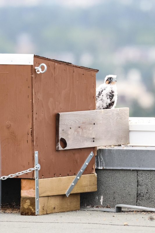 Peregrine chick at nesting box on roof Clark Builders