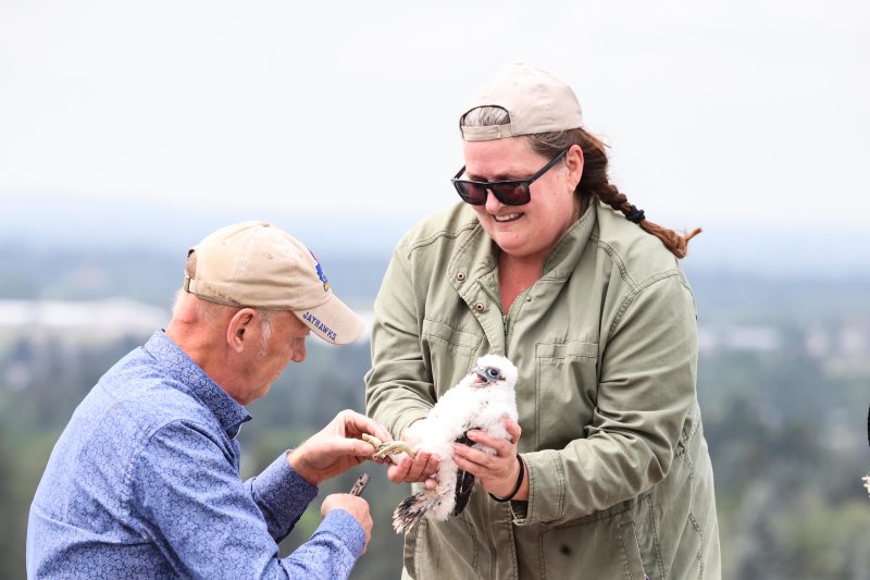 Peregrine Clark Builders banding