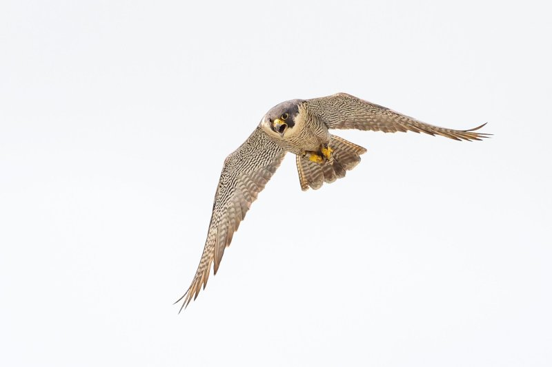 Peregrine adult female (Green Girl) at Clark Builders