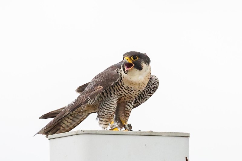 Peregrine adult female (Green Girl) at Clark Builders
