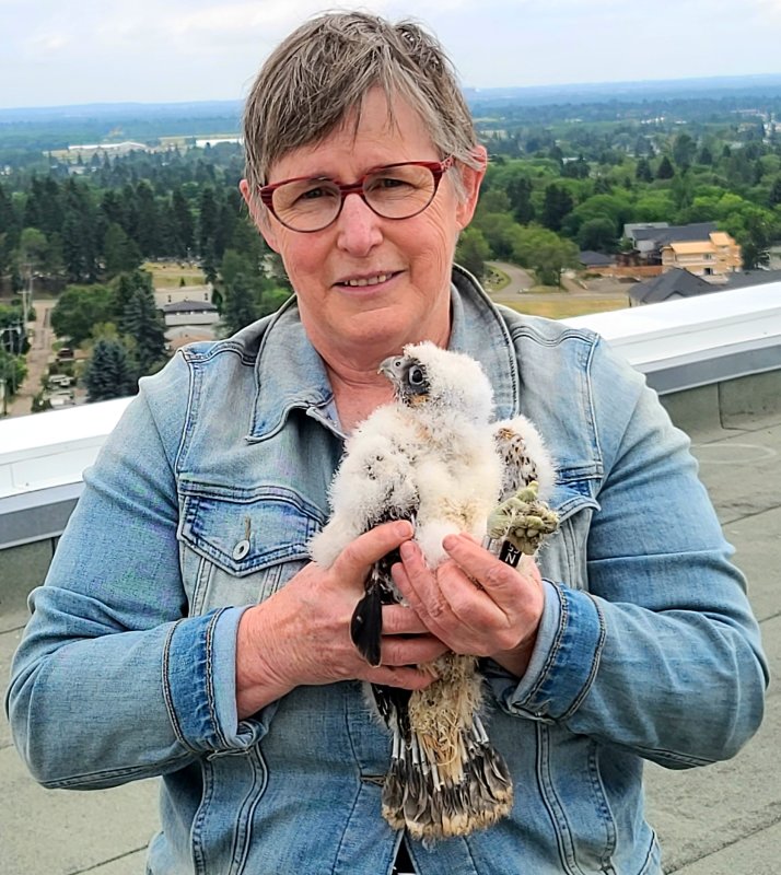 Peregrine Clark Builders banding