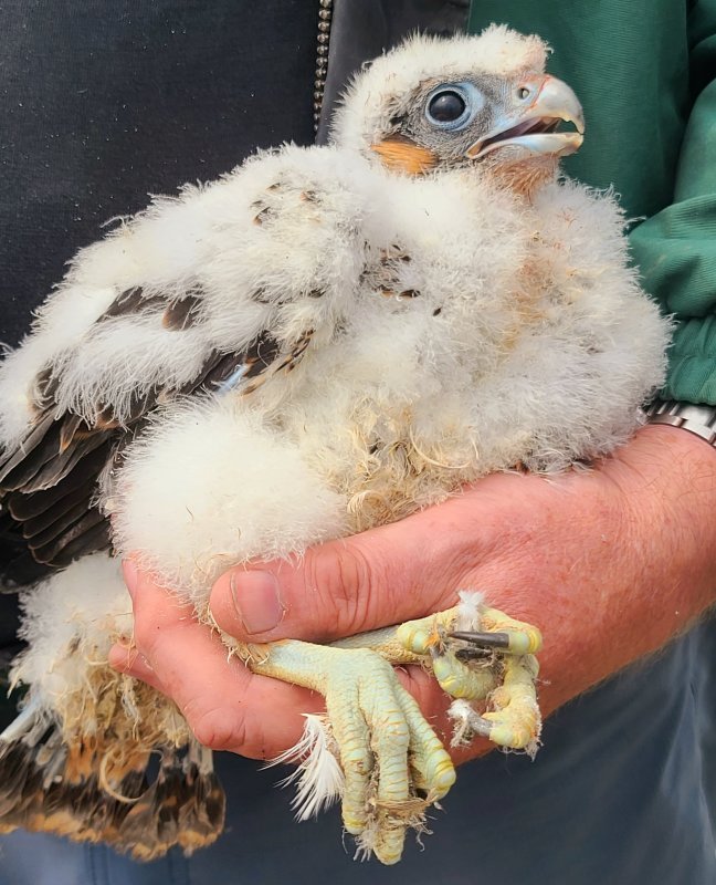 Peregrine Clark Builders banding