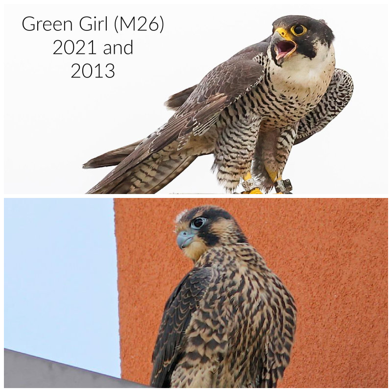 Green Girl M26 adult female 2021 and 2013 as fledgling at UofA