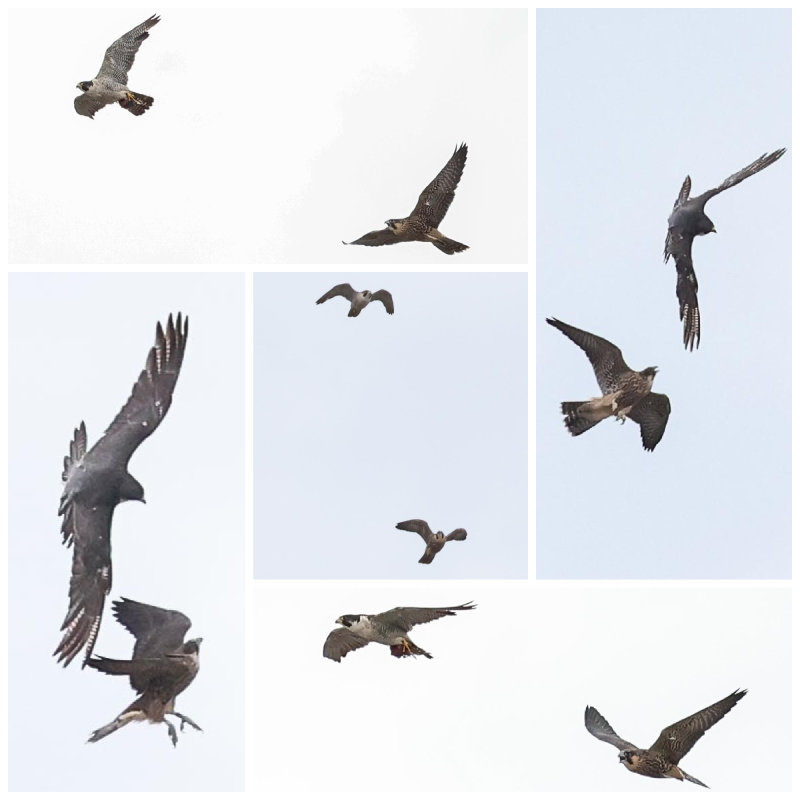 Peregrine food chase adult male and fledgling
