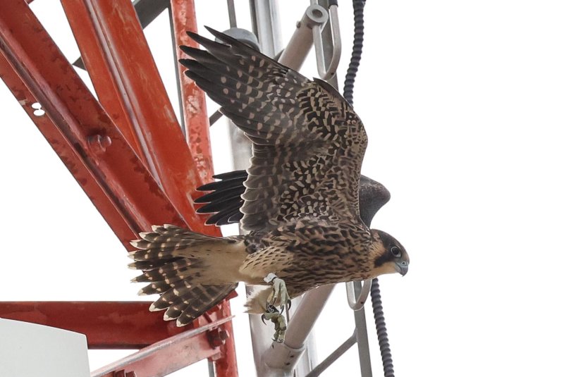 Peregrine Weber fledgling 2021-2.jpg