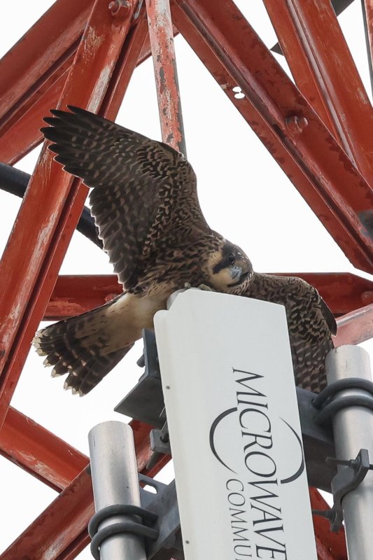Peregrine Weber fledgling 2021-3.jpg