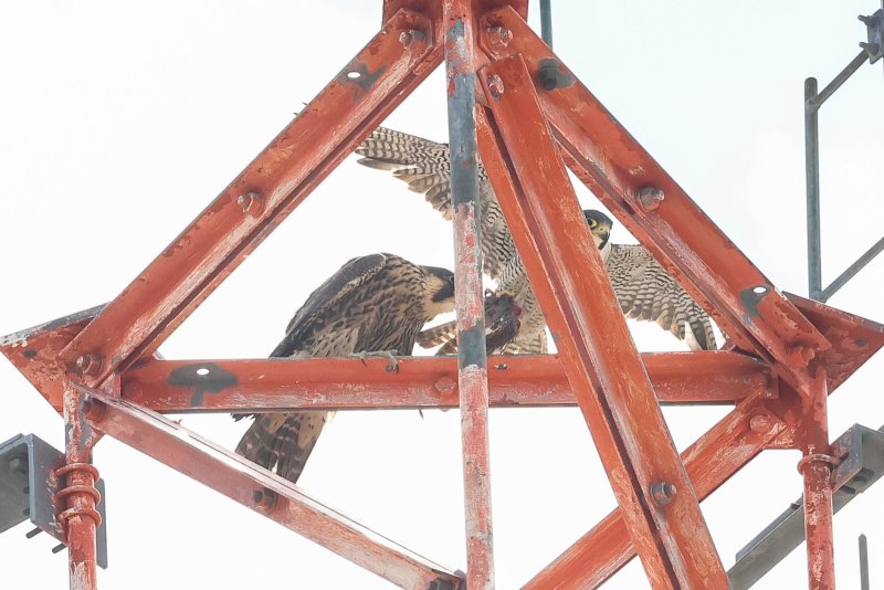 Peregrine food tease adult male and fledgling