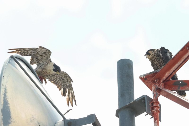 Peregrine food tease adult male and fledgling