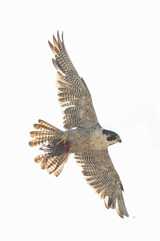 Peregrine Weber food tease 2021.jpg