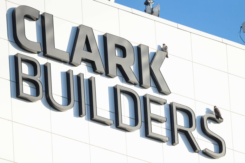 Peregrines Clark Builders adults on sign