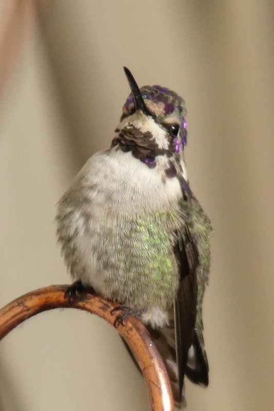 Costa's Hummingbird Nov 18 2015-7.jpg