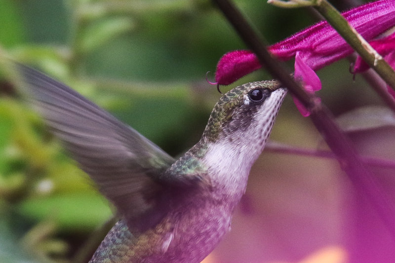Ruby throated Hummingbird-3.jpg