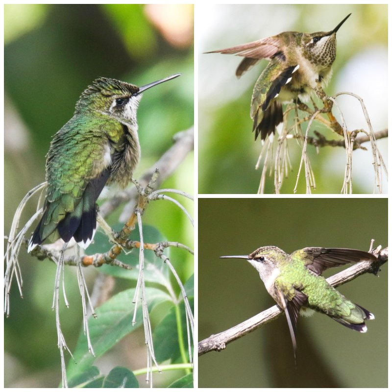 Hummingbird Wabamun Collage.jpg