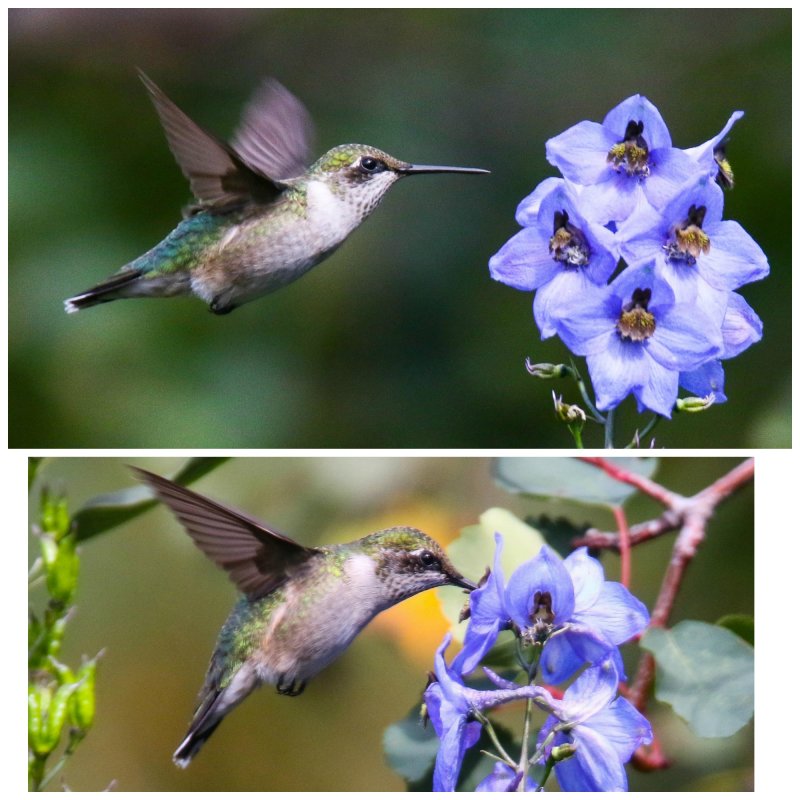 Hummingbird Angela Collage.jpg