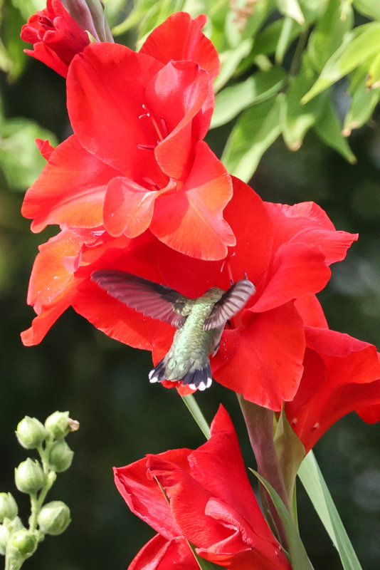 Hummingbirds Wabamun Angela-19.jpg