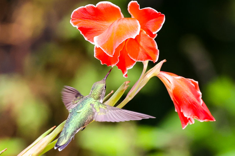 Hummingbirds Wabamun Angela-18.jpg