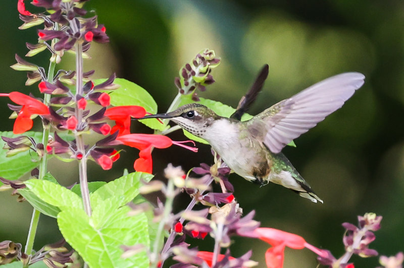 Hummingbirds Wabamun Angela-17.jpg