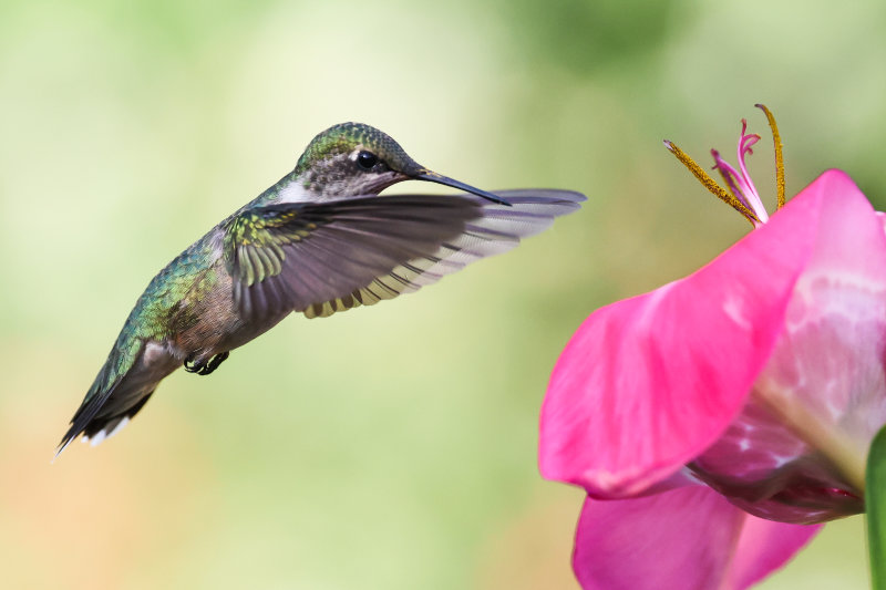 Hummingbirds Wabamun Angela-16.jpg