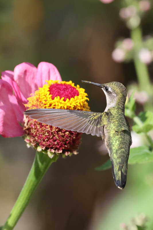 Hummingbirds Wabamun Angela-15.jpg