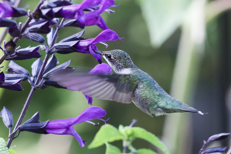 Hummingbirds Wabamun Angela-13.jpg