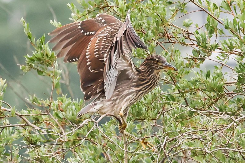 Black-crowned Night Heron (juveniles) Jackie Parker Park, Edmonton,AB