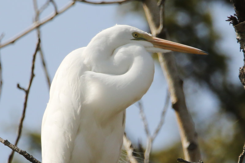 Great Egret, Spruce Grove AB