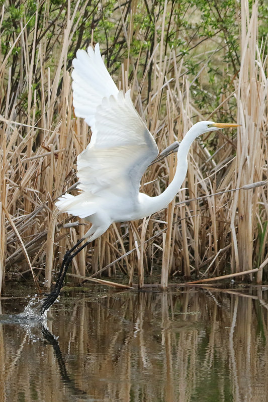 Great Egret, Spruce Grove, AB