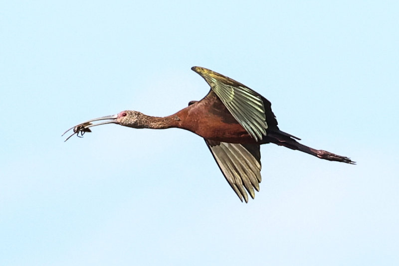 White-faced Ibis with Giant Water Bug, Tofield AB