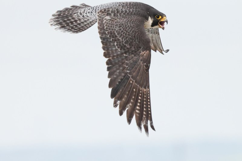 Peregrine Falcon (female, Green Girl), Edmonton