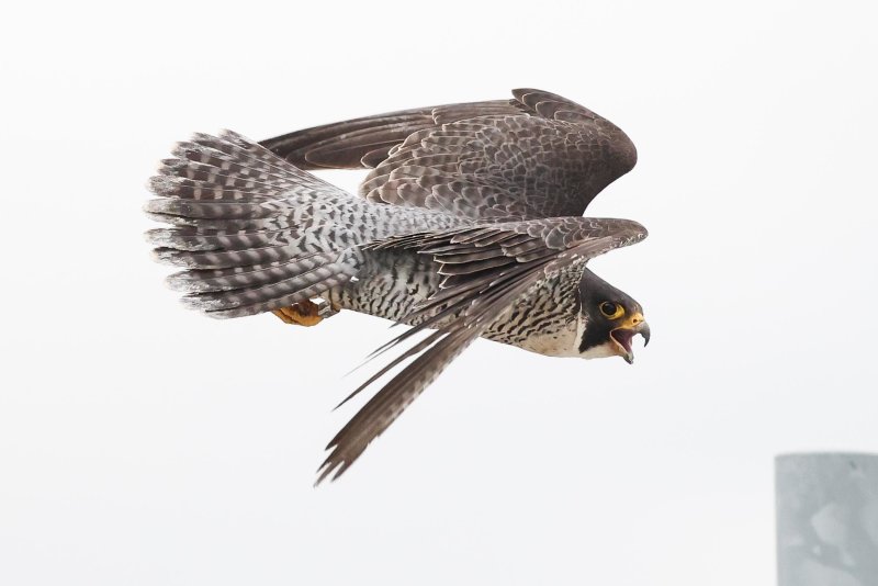 Peregrine Falcon (female, Green Girl), Edmonton