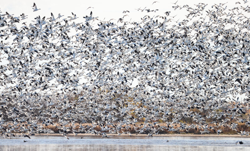 Snow Geese,Tofield, AB