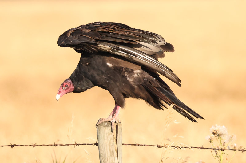 Turkey Vulture, Tofield AB