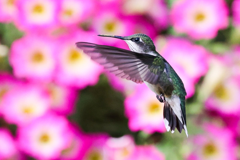 Ruby-throated Hummingbird Wabamun AB