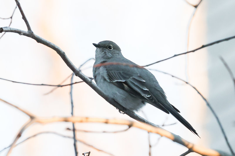 Townsend's Solitaire