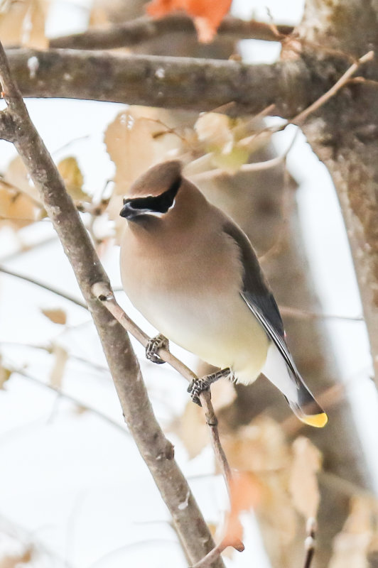 Cedar Waxwing