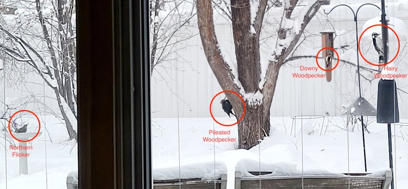4 Woodpeckers species in same photo: N Flicker, Pileated, Downy, Hairy
