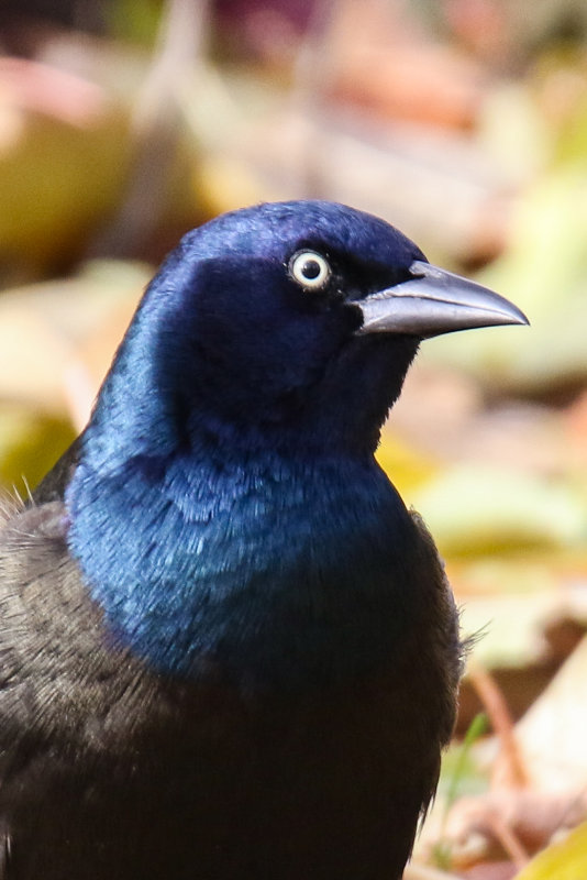 Common Grackle