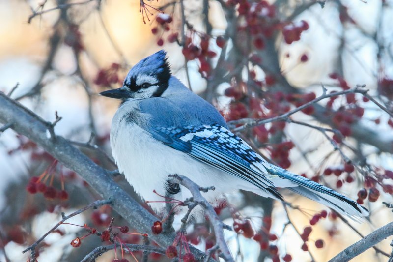 Blue Jay