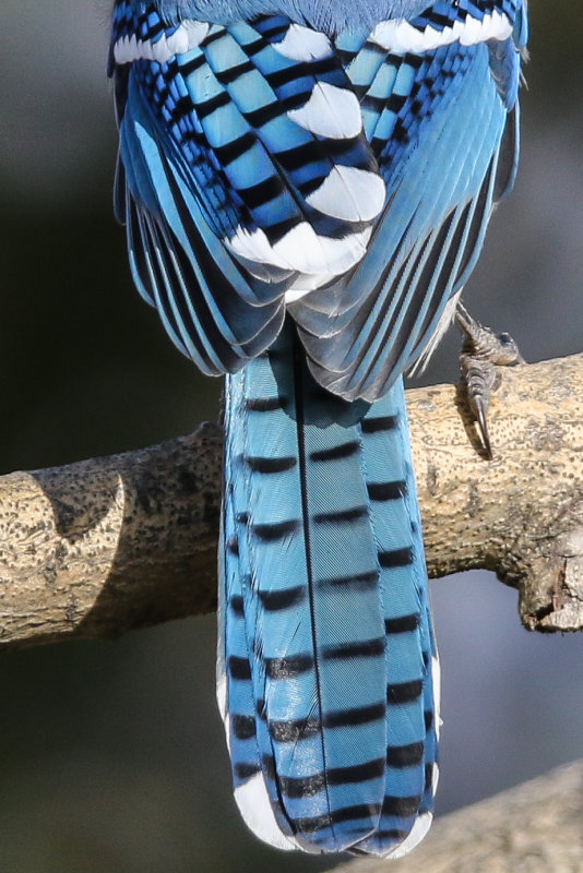 Blue Jay