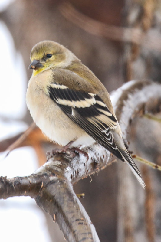 Goldfinch winter plumage
