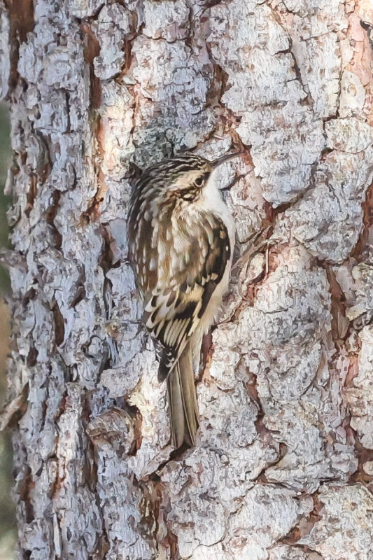 Brown Creeper