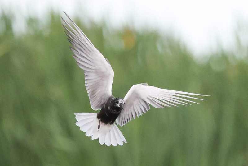 Black Tern