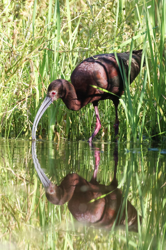 White faced Ibis The Narrows-2.jpg