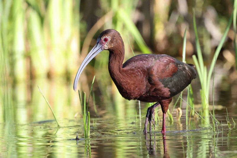 White faced Ibis The Narrows-6.jpg