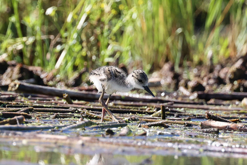 Black-necked Stilt The Narrows-3.jpg