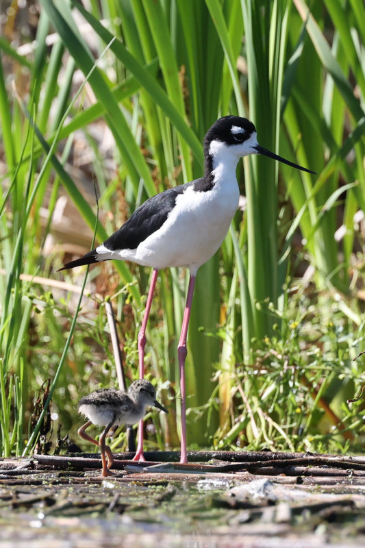 Black-necked Stilt with chick The Narrows